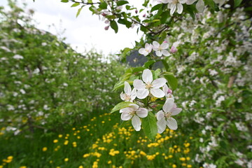 melo mele fiori fioritura 