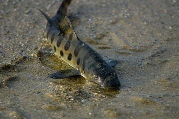 A Leopard Shark Stranded on a Sandy Beach in the Surf Zone