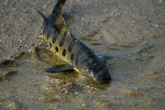 A Leopard Shark Stranded on a Sandy Beach in the Surf Zone