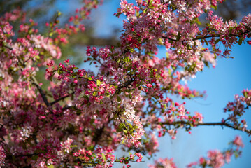 Spring blossom of a pink colour in West Susssex, UK