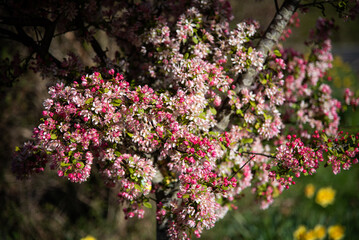 Spring blossom of a pink colour in West Susssex, UK