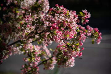 Spring blossom of a pink colour in West Susssex, UK