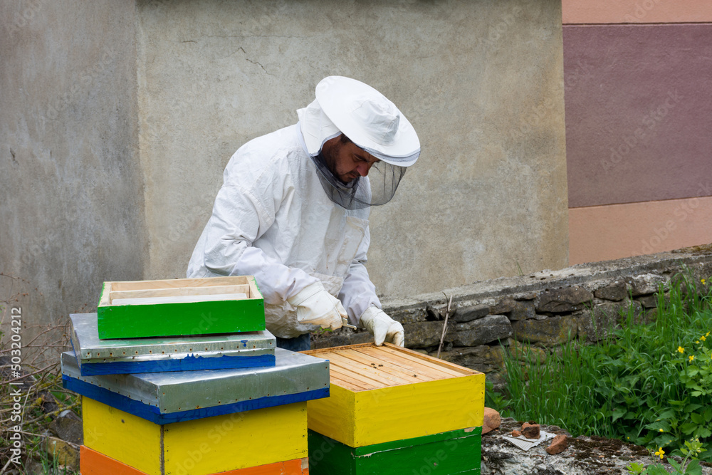 Wall mural Beekeeper in protective wear working in his apiary on a sunny spring day. Beekeeping concept