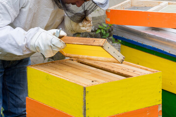 Adult man beekeeper holding a honeycomb, professional beekeeper in protective workwear inspecting honeycomb frame at apiary on a sunny spring day