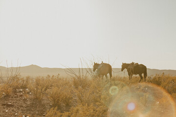 Sunset Horseback Ride