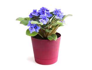 Blooming blue violet in a pot isolated on a white background. Spring blooming flowers. Home flowers. Gardening