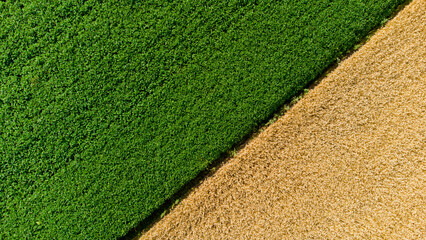 Aerial drone view over border between yellow wheat field and green agricultural field. Top view two halves of fields. Rural landscape and scenery country. Agricultural natural background. Crop fields. - obrazy, fototapety, plakaty