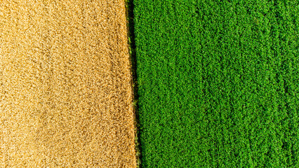 Aerial drone view over border between yellow wheat field and green agricultural field. Top view two halves of fields. Rural landscape scenery country. Agricultural natural background. Crop fields © mari1408