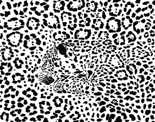 Seamless background Jaguars, Latin Panthera onca 
