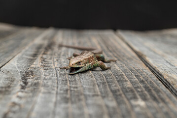 Lizard