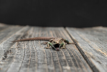 Lizard