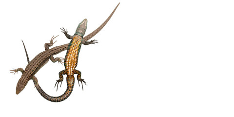 Lizard