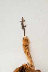 Cat and lizard