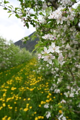fiore mele melo primavera 