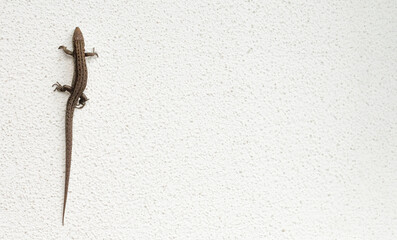 Lizard climbing