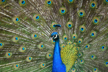 Obraz premium Peacock with stretched feathers, beautiful colorful bird, detail