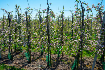Fototapeta na wymiar Spring blossom of apple tree, fruit orchards in Betuwe, Netherlands
