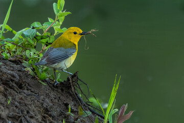 Prothonotary Warbler