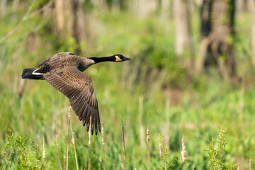 Canada Goose in Flight
