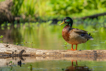 Male Mallard Duck