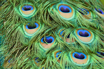 Peacock feathers, color pattern looks like eyes, peacock eyes, beautiful colorful feathers