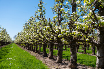 Fototapeta na wymiar Spring white blossom of pear tree, fruit orchards in Betuwe, Netherlands