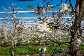 Spring blossom of sweet cherry tree, fruit orchards in Betuwe, Netherlands