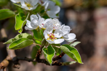 Spring white blossom of pear tree, garden with fruit trees in Betuwe, Netherlands