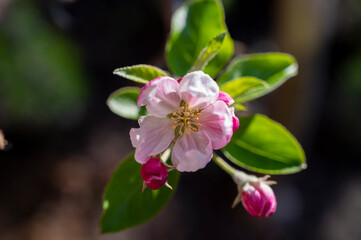 Naklejka na ściany i meble Spring blossom of apple tree, orchards with pink apple fruit flowers