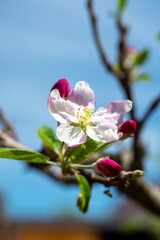 Obraz premium Spring blossom of apple tree, orchards with pink apple fruit flowers