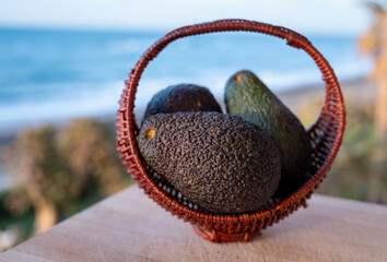 Cultivation of hass avocado fruits in Europe, new harvest of avocado in Malaga region, Andalusia, Spain and sea on background