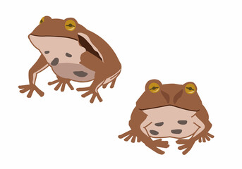 ヒキガエル　線無し