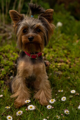 yorkshire terrier, pies, szczeniak, psinka, bystra, zwierzak, domowych, portret, drobny, canino, braun, izolowany, biała, rasa, ssak, owłosienie, czarna, futro, zwierzak, psinka, adorable, york, domow