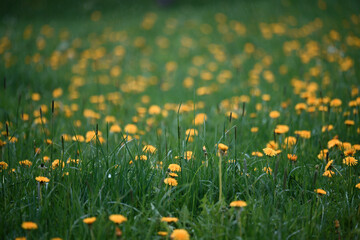 fiori campo di fiori primavera 