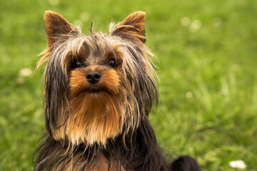 yorkshire terrier, pies, szczeniak, psinka, bystra, zwierzak, domowych, portret, drobny, canino, braun, izolowany, biała, rasa, ssak, owłosienie, czarna, futro, zwierzak, psinka, adorable, york, domow © Grzegorz