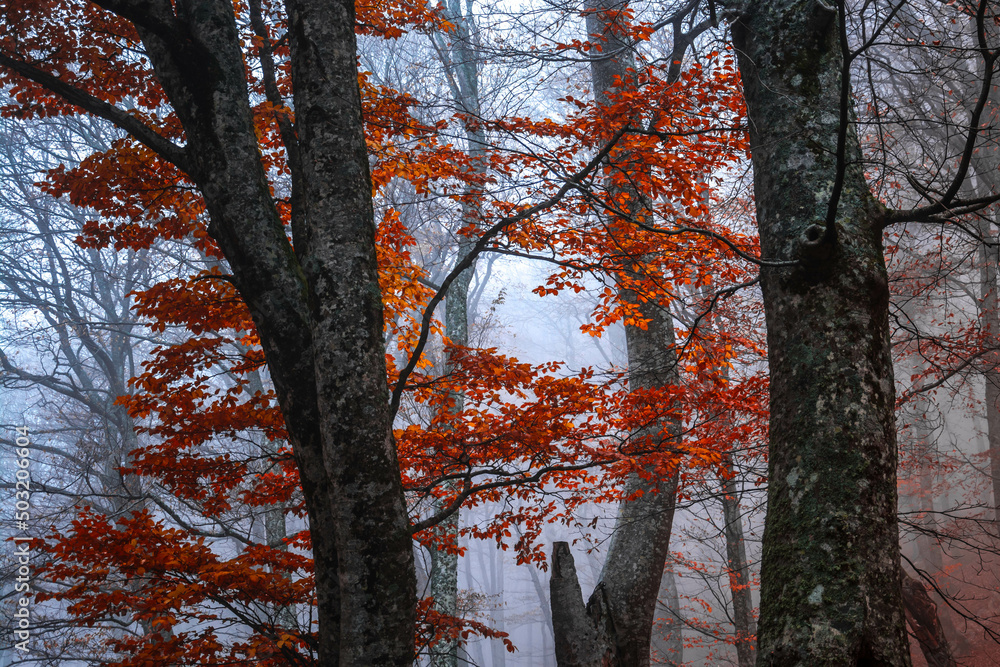 Sticker Autumn forest in the fog