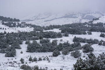 Forest in the snow