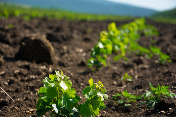 Young vineyard
