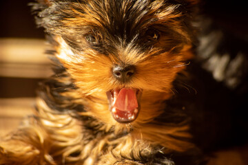 yorkshire terrier, pies, szczeniak, psinka, bystra, zwierzak, domowych, portret, drobny, canino, braun, izolowany, biała, rasa, ssak, owłosienie, czarna, futro, zwierzak, psinka, adorable, york, domow © Grzegorz
