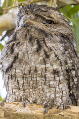 Tawny Frogmouth in Queensland Australia
