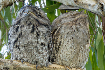 Tawny Frogmouth in Queensland Australia
