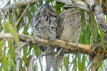 Tawny Frogmouth in Queensland Australia