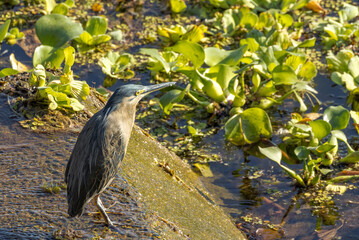 Striated Heron in Queensland Australia