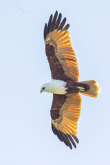 Brahminy Kite in Queensland Australia
