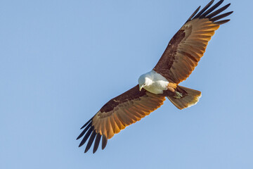 Brahminy Kite in Queensland Australia