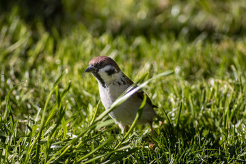 Sparrow in the grass