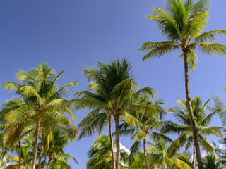 Fototapeta na wymiar Palm Tree Grove on a beautiful day on a beach in Old San Juan Puerto Rico