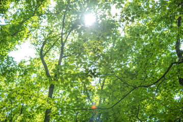 新緑の木漏れ日