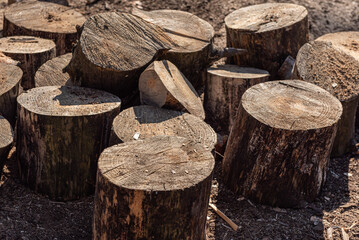 cut tree stumps for firewood