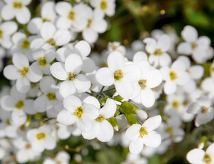 white spring flowers 